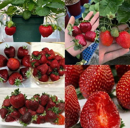 🍓Last Day Sale - 60% OFF🌱100+ Mix Strawberry Seeds for Planting - Heirloom Non-GMO