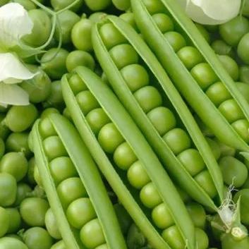 🫛Snow pea seeds --- cold and heat resistant, disease resistant and high yielding