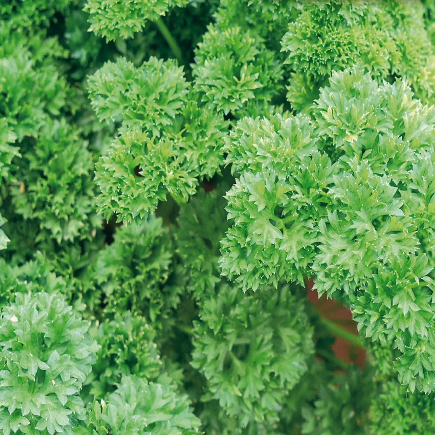 Organic Parsley Seeds, Champion Moss Curled