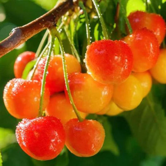 🍒Rainier Cherry Seeds