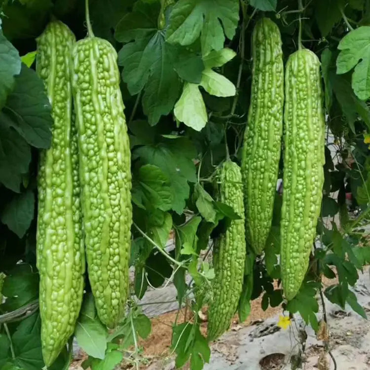 Green Bitter Melon Seeds